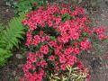 Azalia japońska 'Vuyk's Scarlet'