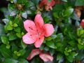 Azalia japońska 'Vuyk's Scarlet'
