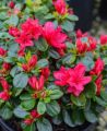 Azalia japońska 'Vuyk's Scarlet'