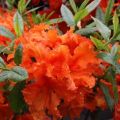 Azalia wielkokwiatowa 'Parkfeuer'