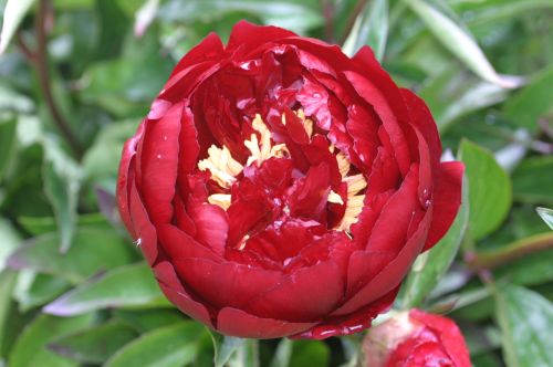 Piwonia chińska PEONIA BUCKEYE BELLE bordowa