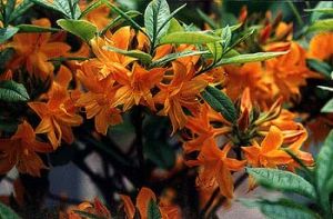 Azalia wielkokwiatowa APRICOT