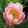 Piwonia chińska Peonia Pink Hawaiian różowa