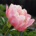 Piwonia chińska Peonia Pink Hawaiian różowa