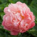 Piwonia chińska Peonia Pink Hawaiian różowa