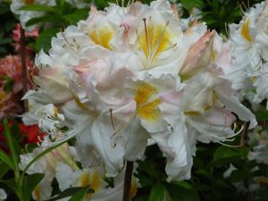 Azalia wielkokwiatowa SCHNEEGOLD