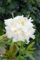 Azalia wielkokwiatowa 'Schneegold'
