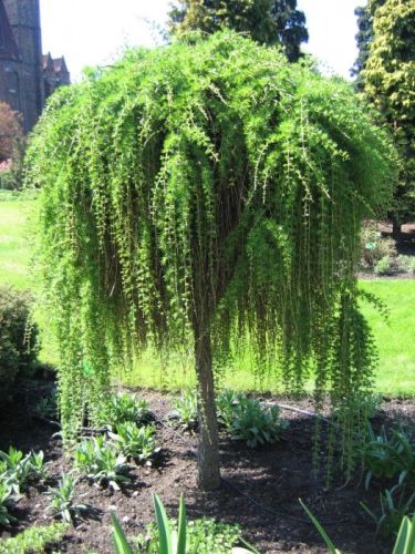 Modrzew PENDULA-szczepiony