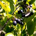 Aronia czarnoowocowa NERO