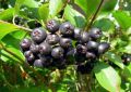 Aronia czarnoowocowa NERO