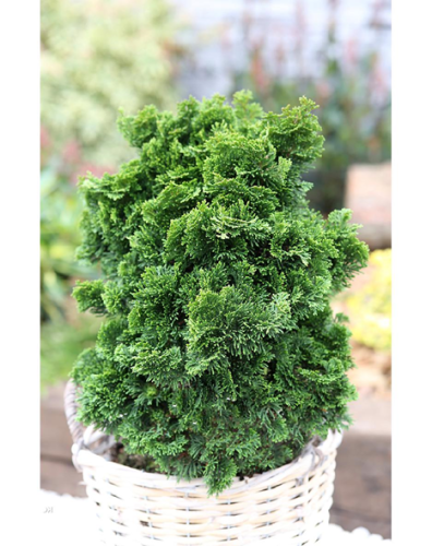 Cyprysik tępołuskowy NANA GRACILIS