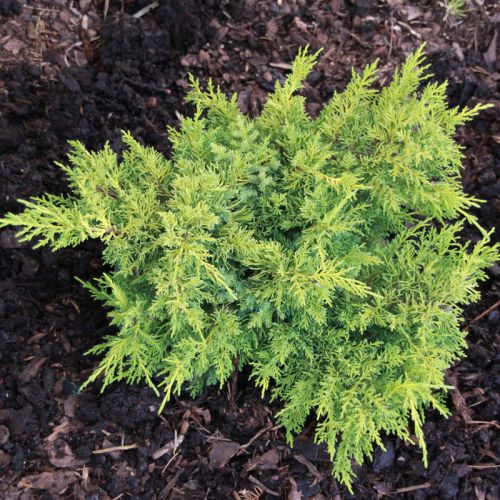 Jałowiec Chiński PLUMOSA AUREA