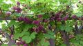 Akebia Quinata - pięciolistkowa