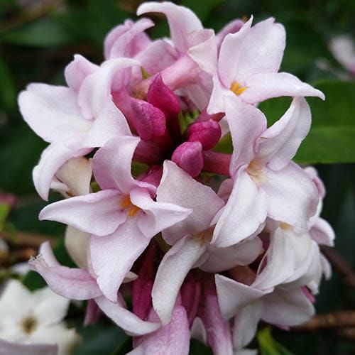Wawrzynek PERFUME PRINCESS