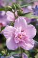 Hibiskus ARDENS