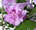 Hibiskus ARDENS