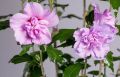 Hibiskus ARDENS