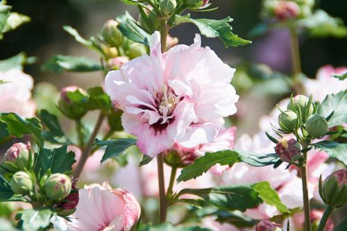 Hibiskus syriacus LEOPOLDII - ketmia syryjska na pniu