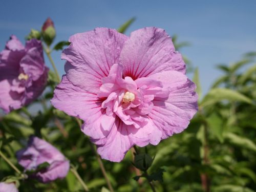 Hibiskus LAWENDOWY PEŁNY - szczepiony