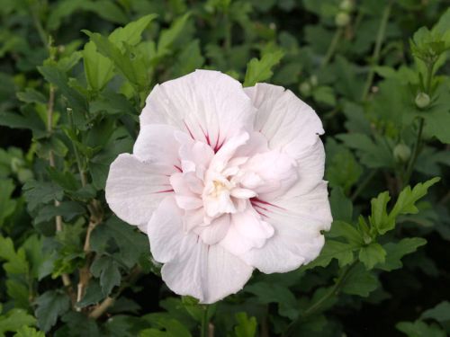 Hibiskus RÓŻOWY PEŁNY - szczepiony