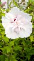 Hibiskus RÓŻOWY PEŁNY - szczepiony