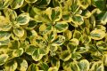Trzmielina COUNTRY GOLD