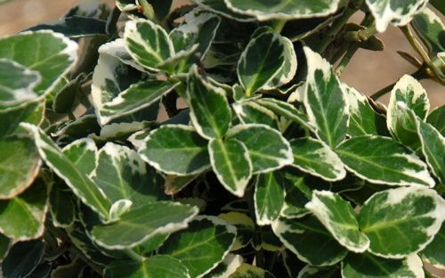 Trzmielina GRACILIS