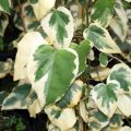 Bluszcz Kolchidzki 'Dentata Variegata'