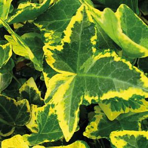 Bluszcz Pospolity HAROLD