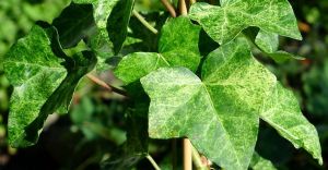 Bluszcz Pospolity PROFESOR SENETA