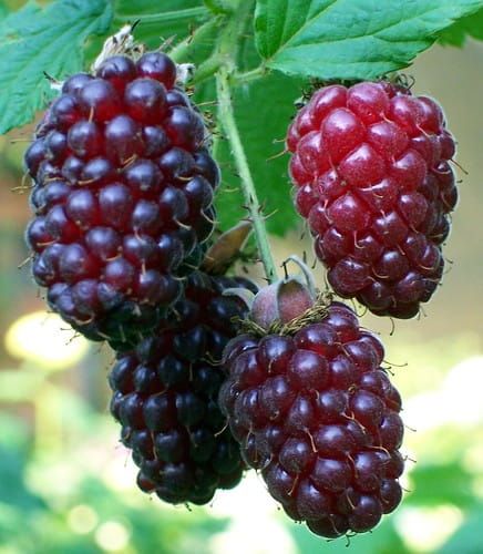 Malinojeżyna BOYSENBERRY