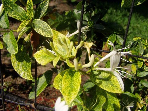 Wiciokrzew Japoński AUREORETICULATA