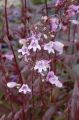 Penstemon digitalis 'Pocahontas'