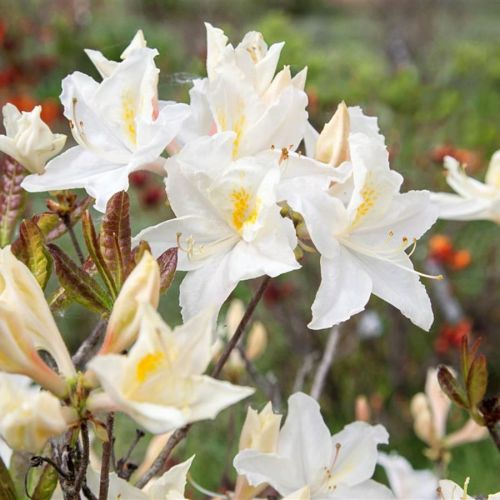 Azalia OXYDOL