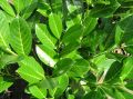 Laurowiśnia Wschodnia 'Rotundifolia'