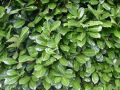 Laurowiśnia Wschodnia 'Rotundifolia'