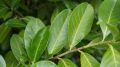 Laurowiśnia Wschodnia 'Rotundifolia'
