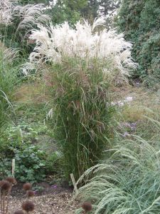 Miskant BLÜTENWUNDERT