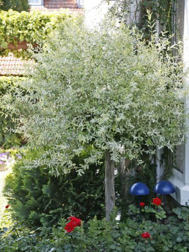 Wierzba purpurowa NANA - na pniu