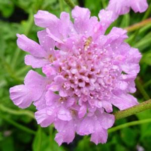 Driakiew ‘Flutter Rose Pink’