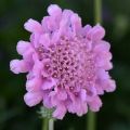Driakiew ‘Flutter Rose Pink’