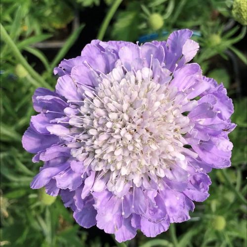 Driakiew 'Mariposa Blue'