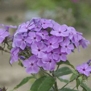 Floks FLAME PURPLE EYE