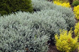 Wierzba Płożąca SREBRZYSTA