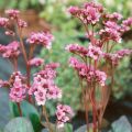 Bergenia PINK DRAGONELY
