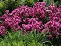 Bergenia PINK DRAGONELY