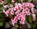 Bergenia PINK DRAGONELY