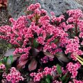 Bergenia PINK DRAGONELY