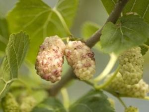 Morwa Biała PENDULA 80 cm