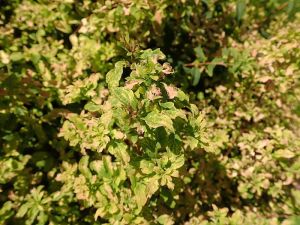 Tawuła Nippońska 'Gerlve's Rainbow'